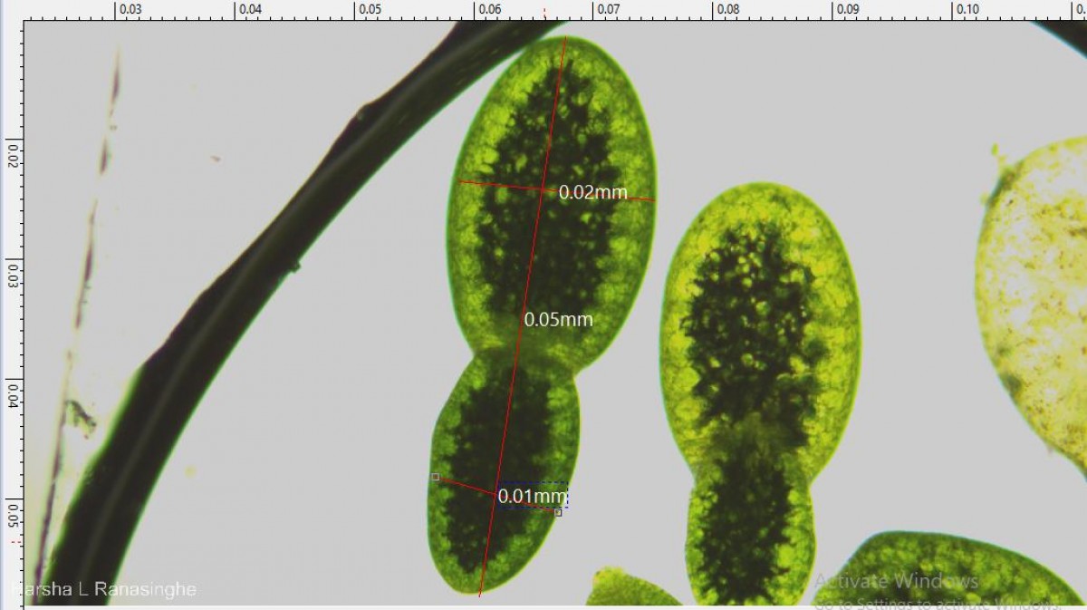Wolffia neglecta Landolt